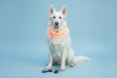 Collier lumineux rouge pour chien - rechargeable USB - Taille adaptable