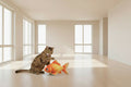 POISSON - Jouet pour chat interactif